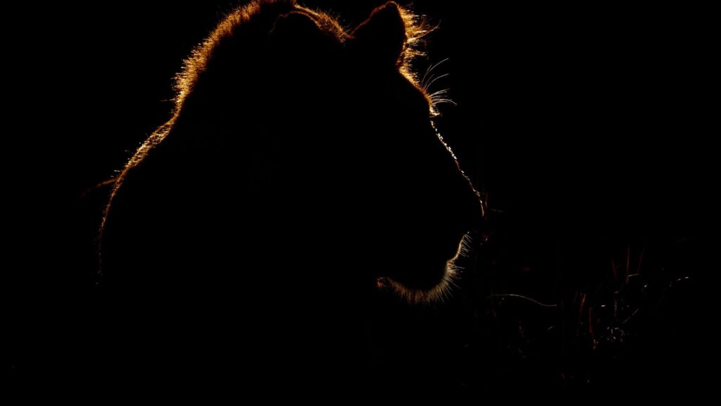 Ночное сафари в Зоопарке Сингапура - Экскурсии в Сингапуре - Аттракционы в Сингапуре