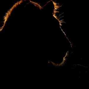 Ночное сафари в Зоопарке Сингапура - Экскурсии в Сингапуре - Аттракционы в Сингапуре