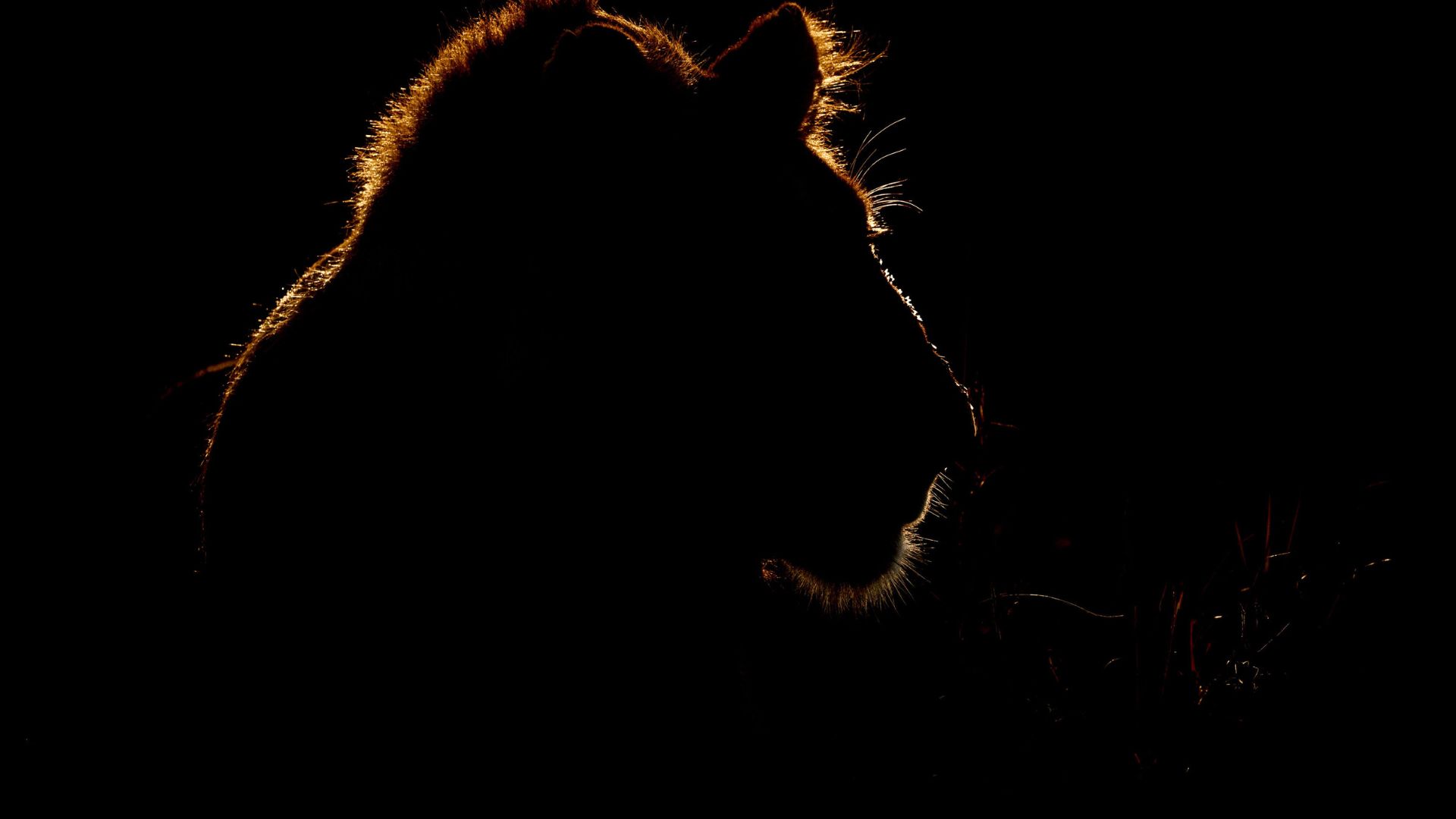 Ночное сафари в Зоопарке Сингапура - Экскурсии в Сингапуре - Аттракционы в Сингапуре