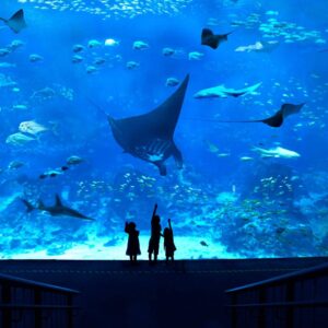 Аттракционы в Сингапуре - S.E.A. Aquarium (Стандарт)