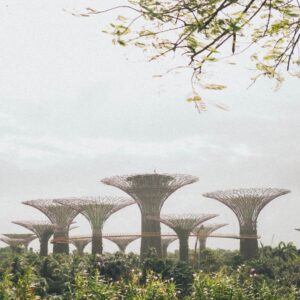 Сады у залива - Экскурсии в Сингапуре