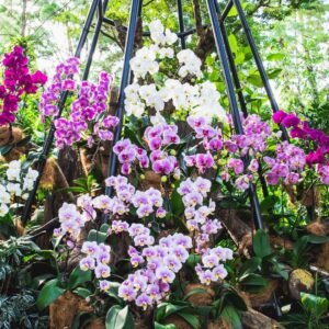 Сады у Залива + Национальный Сад орхидей в Ботаническом саду