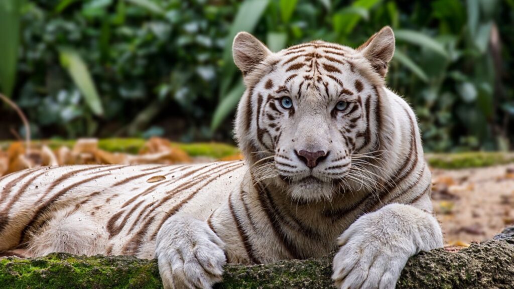 Зоопарк Сингапура - Экскурсии в Сингапуре