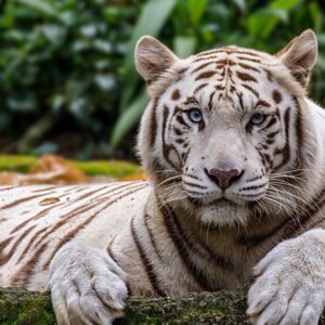 Зоопарк Сингапура - Экскурсии в Сингапуре