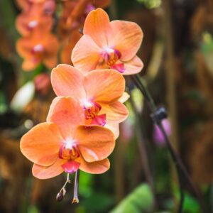 Дневная экскурсия по Сингапуру + Национальный Сад орхидей - Экскурсии в Сингапуре