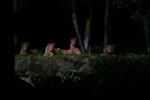 places to see in singapore-Night Safari Zoo