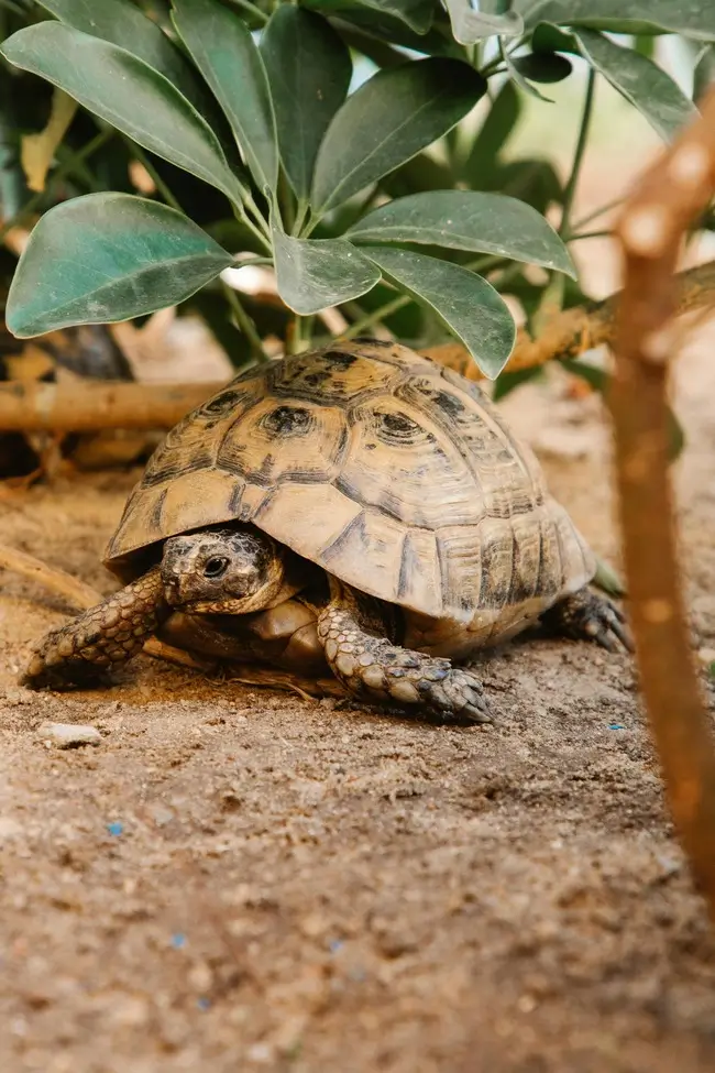 достопримечательности сингапура-Музей Черепах в Сингапуре