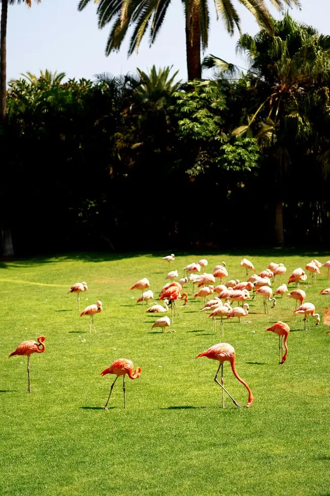 достопримечательности сингапура-Парк птиц Jurong