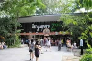 places to visit in singapore-Singapore Zoo